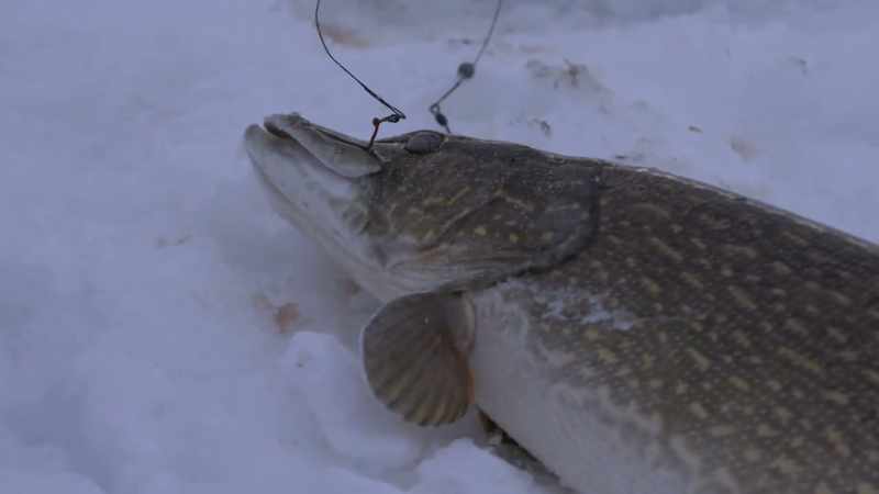 That is a big northern pike