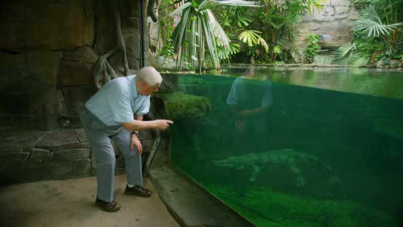That is a gharial crocodile