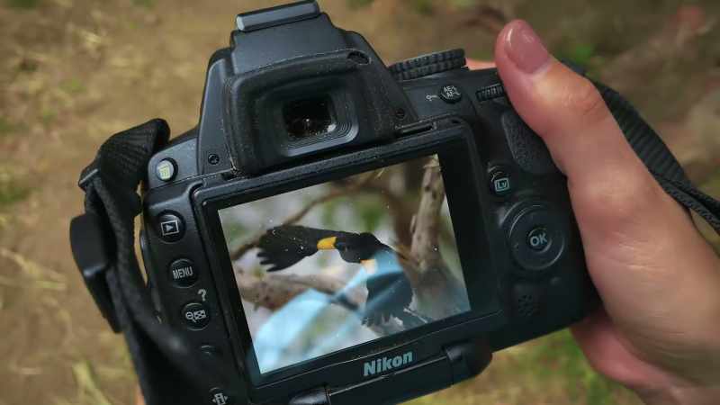 That is a yellow shouldered blackbird. They live here in