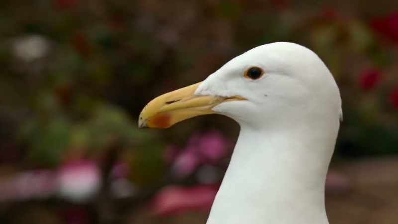 That beak could kill a young penguin
