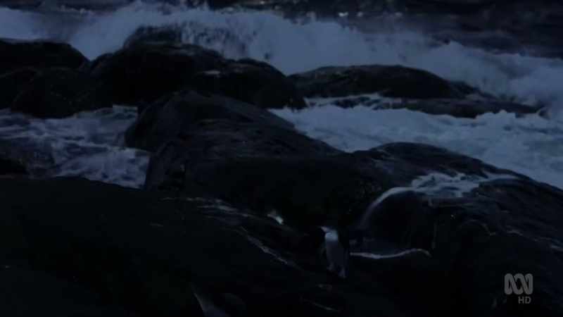 That is because these are little penguins