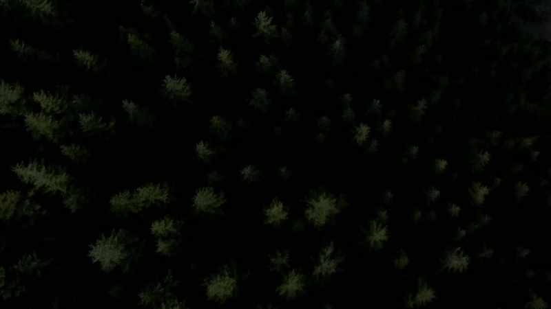 That could be a bear print, a double step bear print