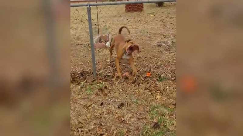 That dog is chewing his way