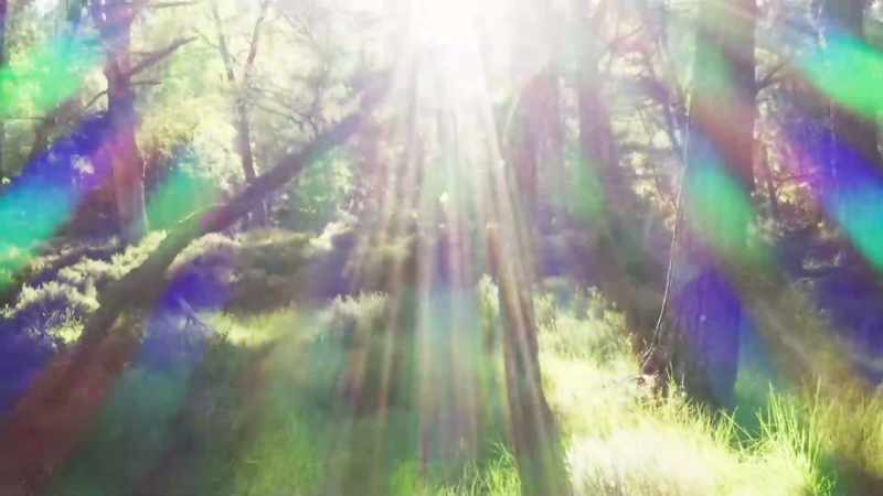 That ends where the pine trees give way to birch