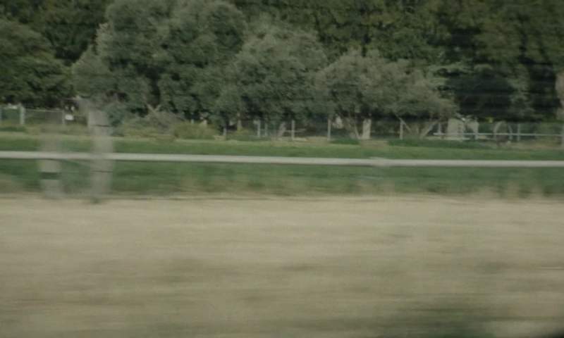 That field of flowers