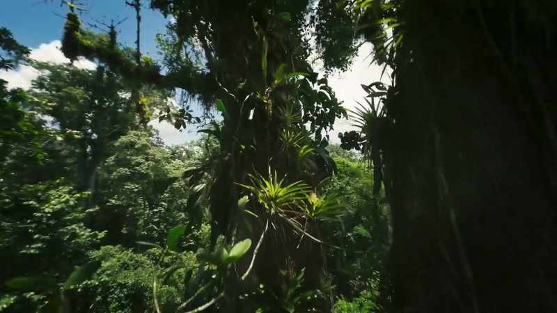 That fuel is created in a plant's leaves