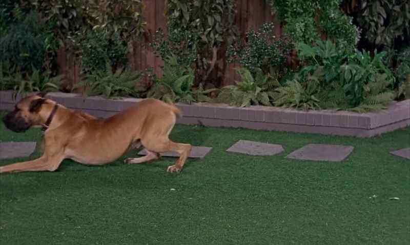 THAT HE STILL THINKS HE'S A DACHSHUND