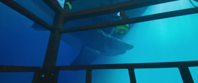 That is, like, the biggest shark!