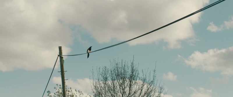 That was it. And then there was like a magpie