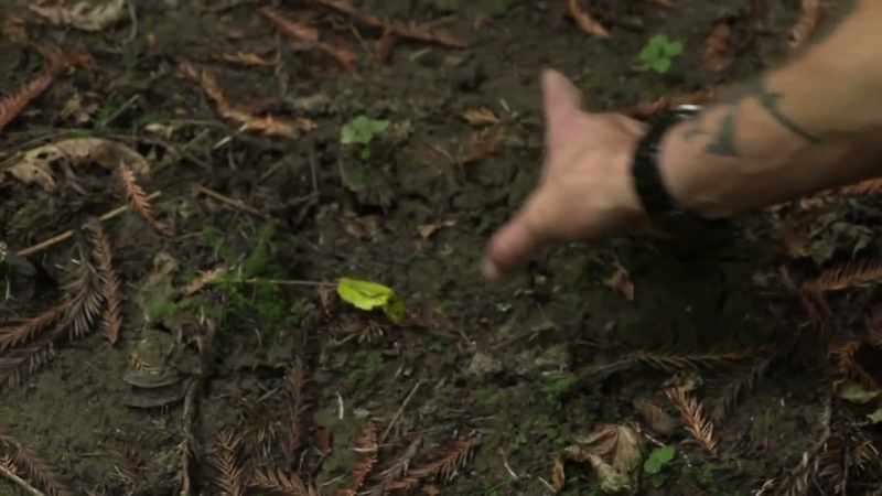 That looks almost like a footprint