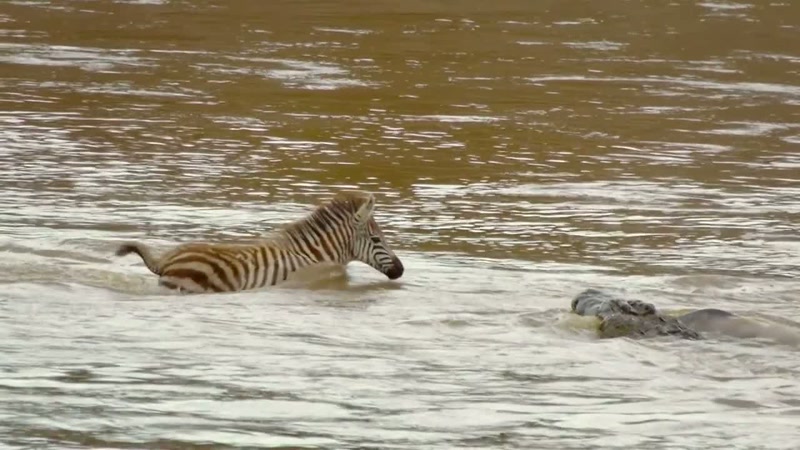 that many animals face their greatest challenges yet