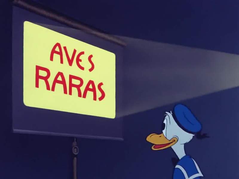 That means strange birds