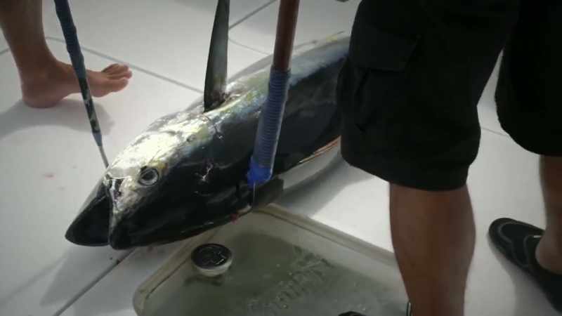 That might be the fish that saved our season, right there