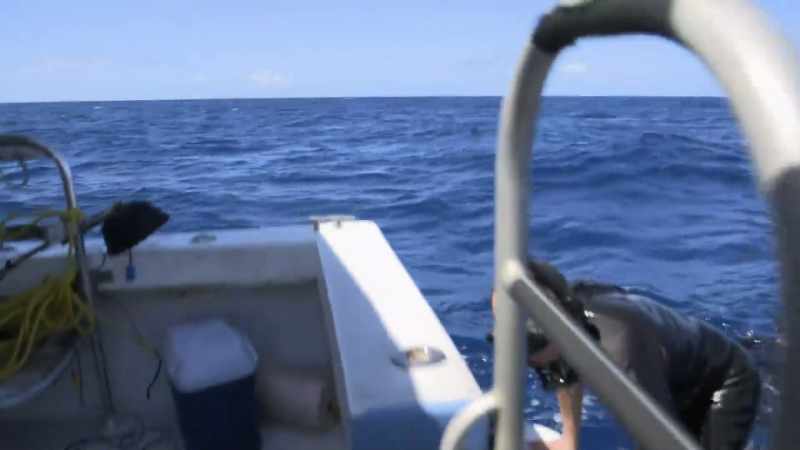 That is one beautiful, generous sperm whale calf