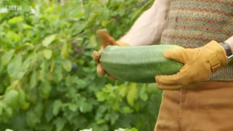 That is one big marrow, isn't it? Isn't it fantastic?