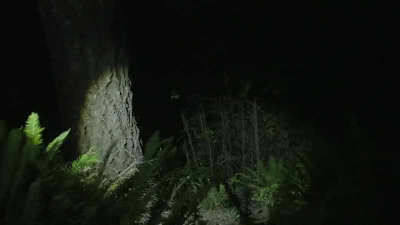 That one little section leads to several different small game trails