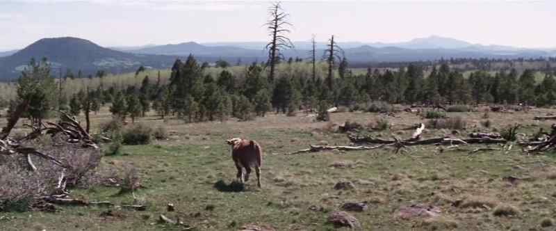 That one's wilder than mountain scenery
