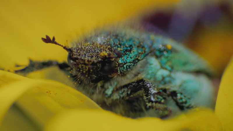That pollen fertilized the next flower
