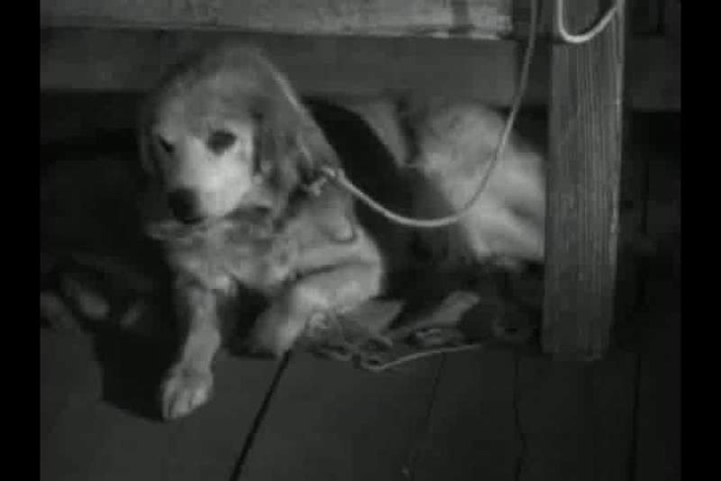 That poor dog ain't no good to himself