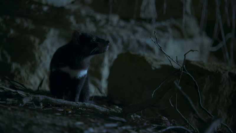 That possum smells tasty