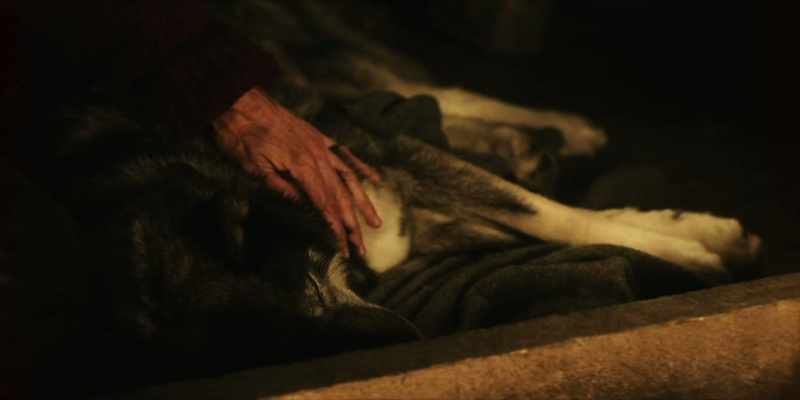 That, right there, is the best dog I've ever known