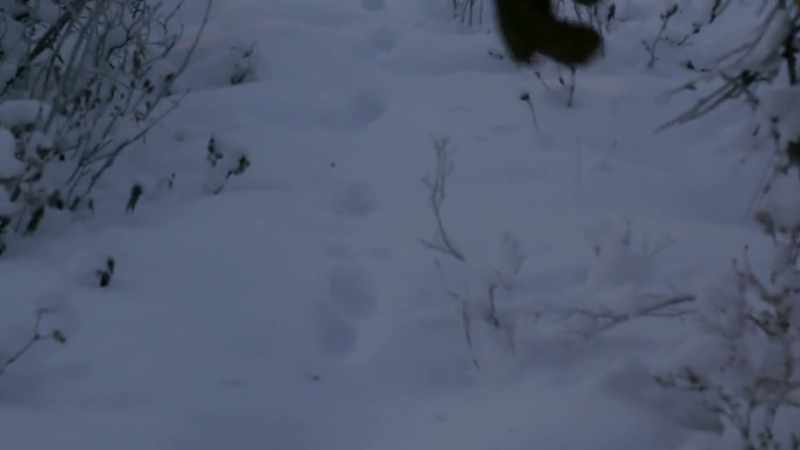 That'’s marten tracks coming down