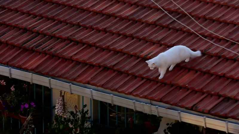 That’s what I first admired about cats…