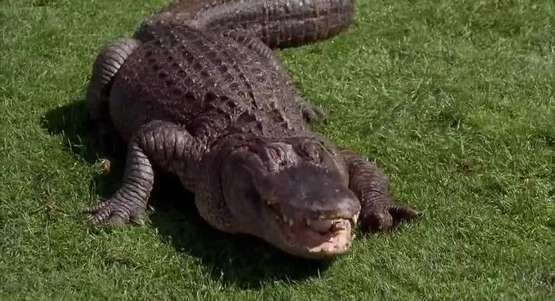 That Son of a Bitch