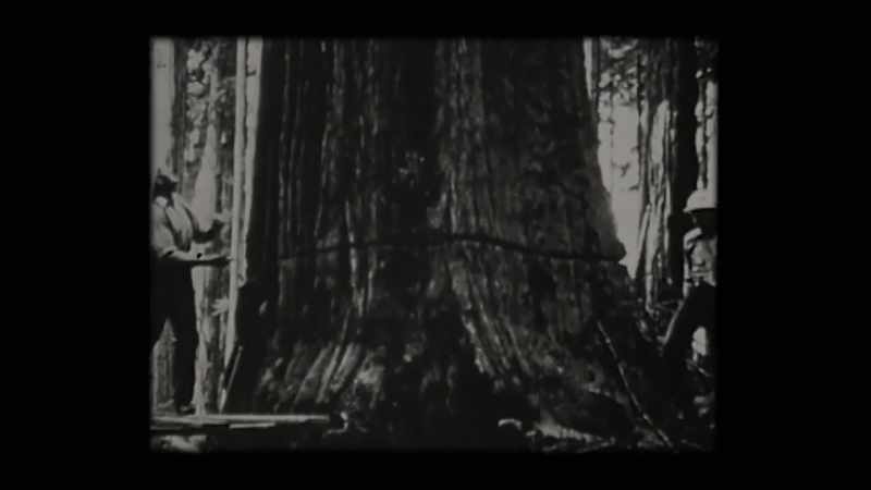 That was the beginning of the rapacious loggers