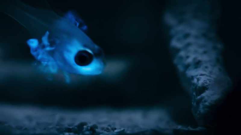 that the cardinalfish spits it out unharmed