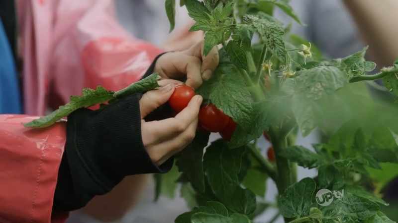 That way, the tomato will come right off