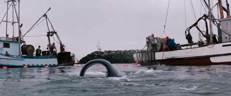 That whale's not going anywhere