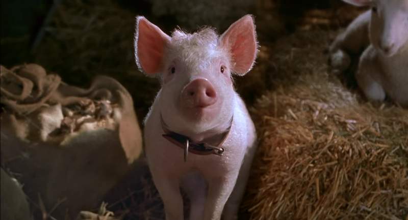 That'll do pig