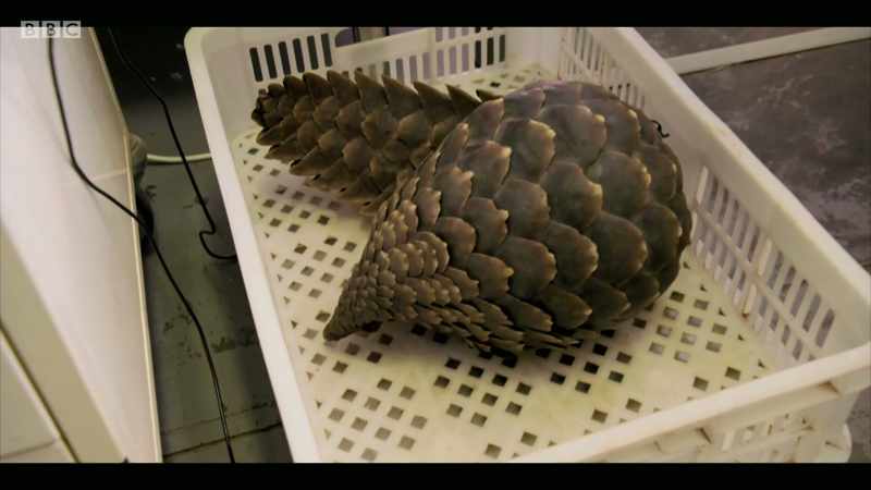That's 175,000 pangolins