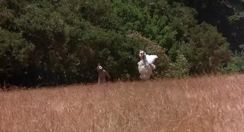 That's a big chicken