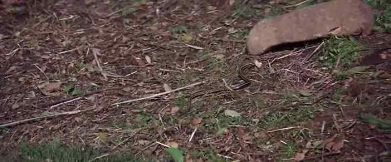 That's a garter snake. - I'm gonna kill it