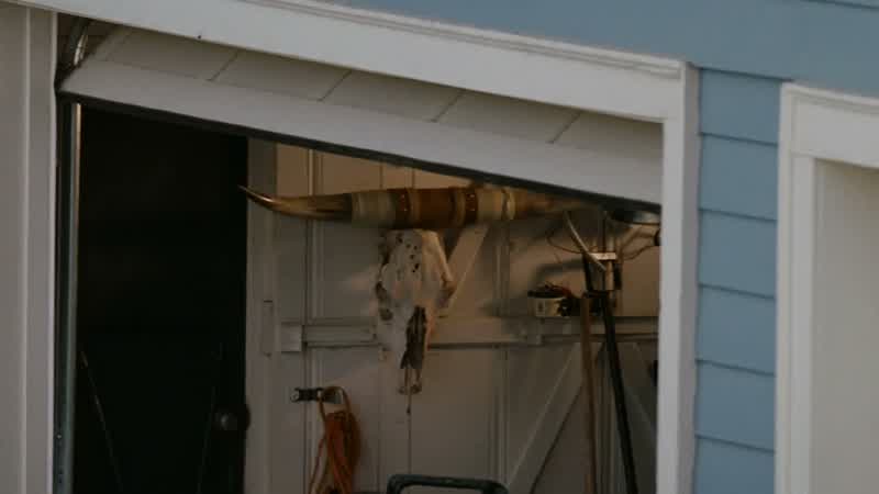 That's a longhorn skull