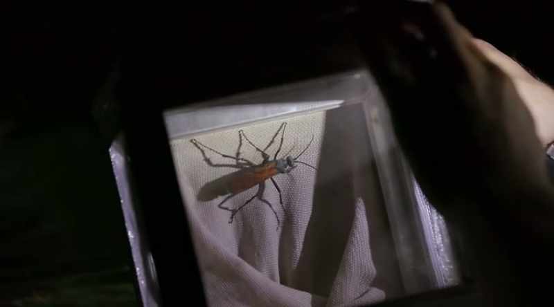 That's a massive tarantula hawk