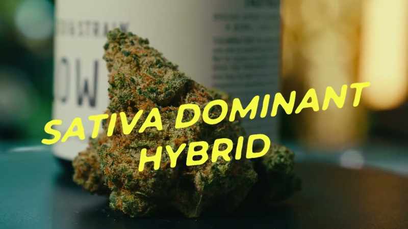 That's a sativa dominant that's across between Snow queen