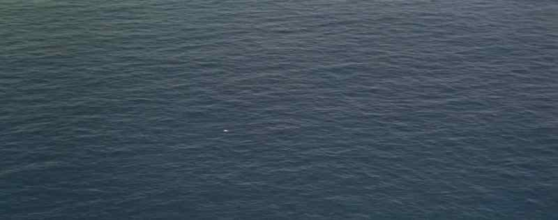 THAT'S A SEAGULL