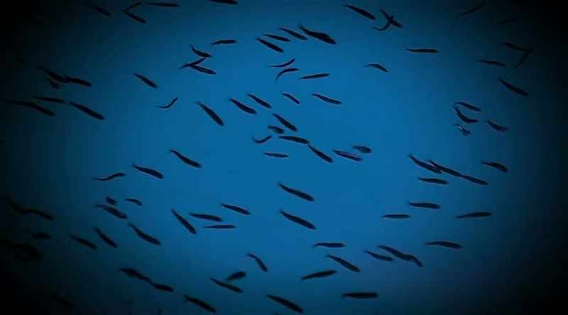 That's a tiny catfish that is known for swimming up
