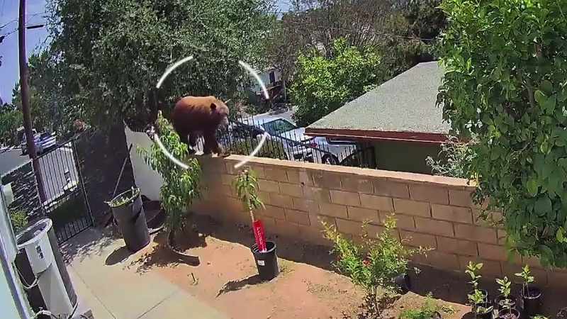 That's about a 200‐pound California black bear