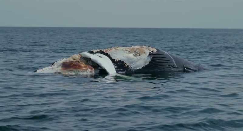 That's when it becomes whale fall and sinks to the bottom