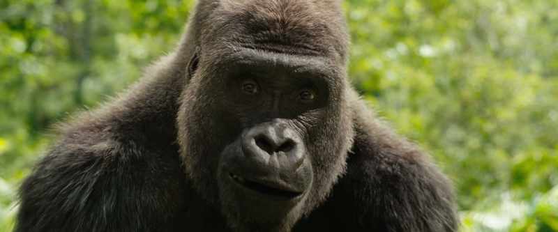 That's me. Mighty silverback