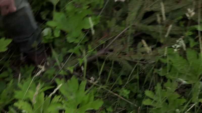 That's not a baby deer walking through
