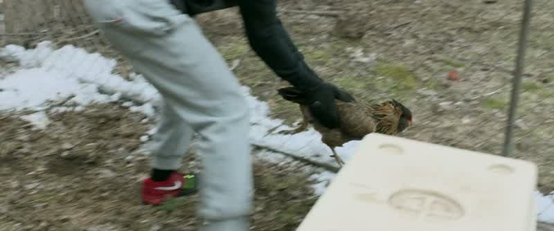 That's pretty good Chickens are slowing down