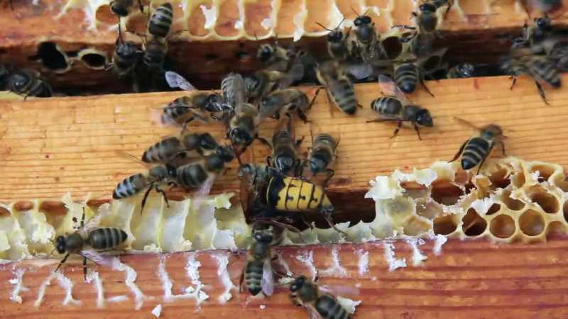 That's right, bro! Epic comeback by Bee-town!