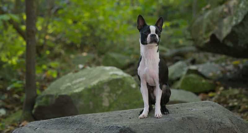 That's right, I'm a three-year-old dog