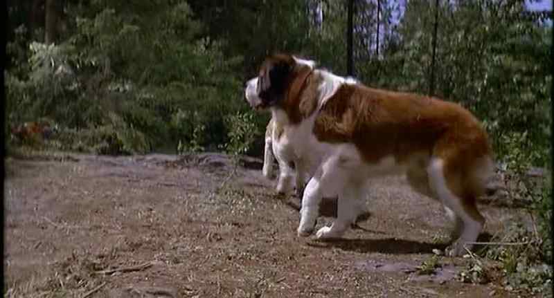 That's right, puppies. Go find your mommy