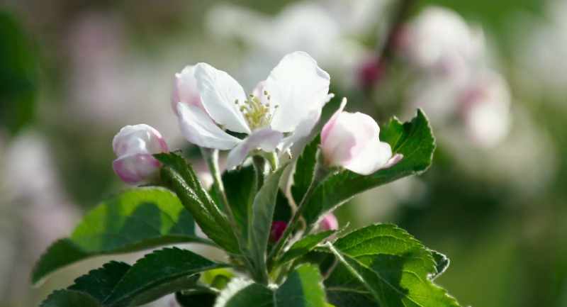 That's the flower that we would like to set
